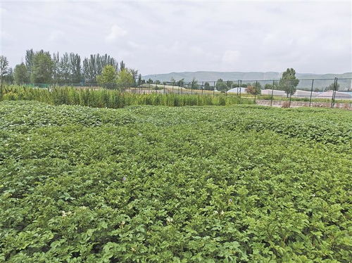 高原种业考官 为植物新品种验明身份，保障农作物种子经营