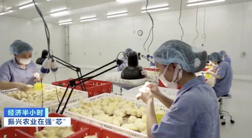 本土猪种濒危 '二师兄'去哪儿了？农作物种子经营的警示