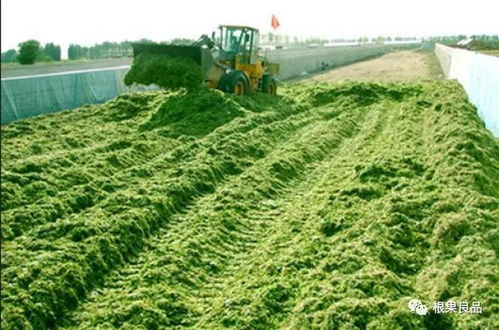各种经济作物如何施用生物有机肥 上篇 农作物种子经营