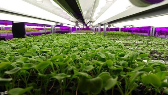 跨界创新 LED制造商进军蔬菜与农作物种子经营