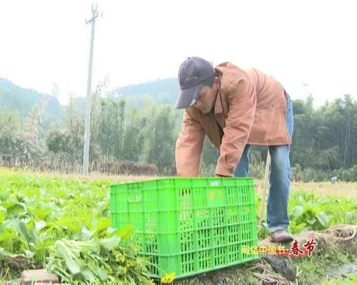 新春走基层 | 高要农技员田间解民忧 农作物生病不用愁，种子经营保丰收