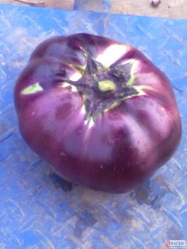 农产品销售与农作物种子经营的融合发展策略