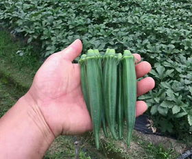 优质蔬菜种子种苗批发指南 聚焦山东莱阳一品蔬菜开发中心