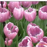 沭阳县新河镇绿友花卉园艺场 一站式农作物种子经营服务，百合、女贞、猕猴桃种子精选供应