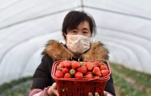 微信点菜+线下配送 直销模式破解农产品销售与种子经营双难题