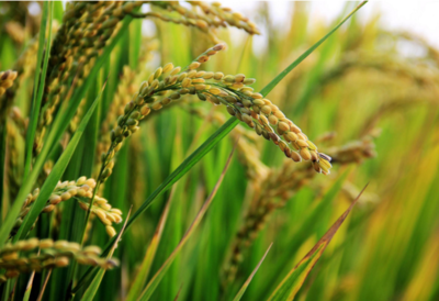 农作物种子经营中，种子条码追溯为何难以真正落地？